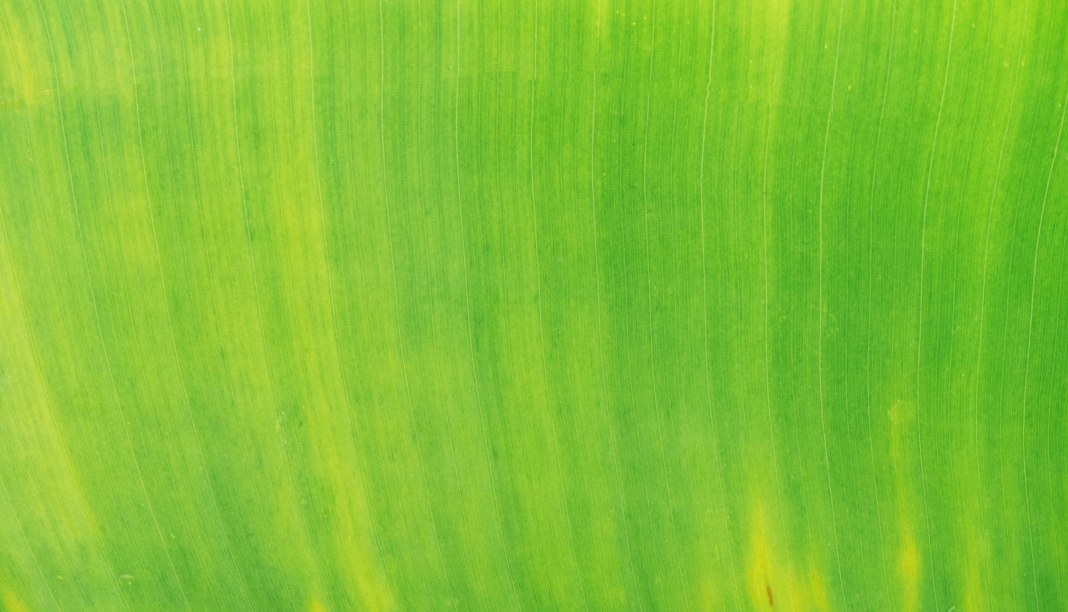 scott-webb-p1NPNYqCyCM-unsplash-2048x1365.jpg