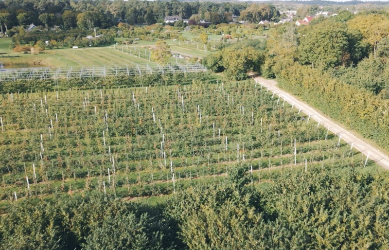 Ābeļdārza ainava no drona lidojuma