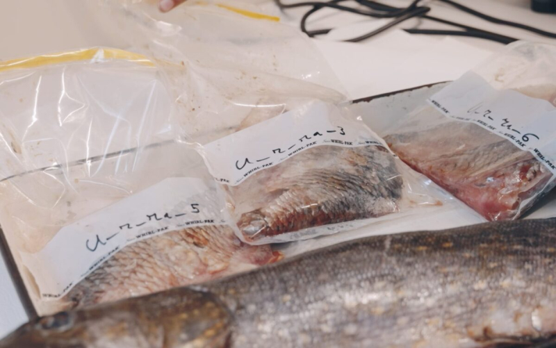 Pētniecības procesa atspoguļojums, zivju kvalitātes pārbaude