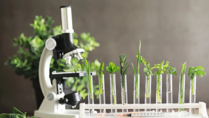 Attēls ar mikroskopu un augiem mēģenēs