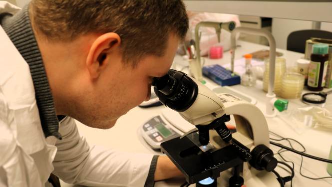 projekta “Sēklu mikrobioma raksturojums un dinamika nezāļu augsnes sēklu bankā” pētnieks skatās mikroskopā