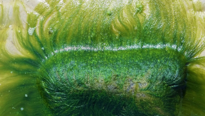 Rītdienas jūras labība – Ulva (jūras salāti): inovatīvas marikultūras modelis