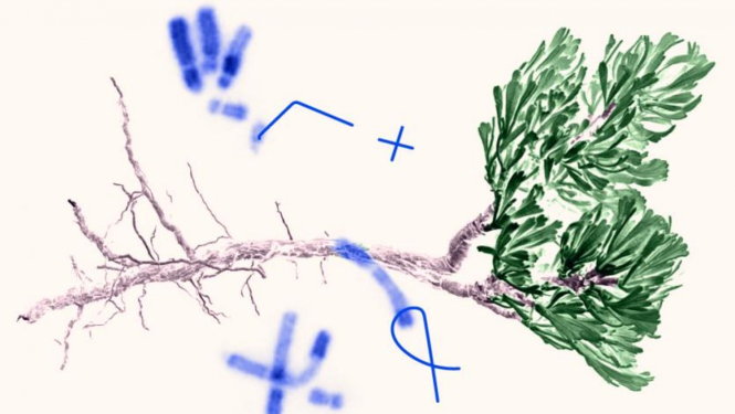 MSCA Zinātnieku nakts