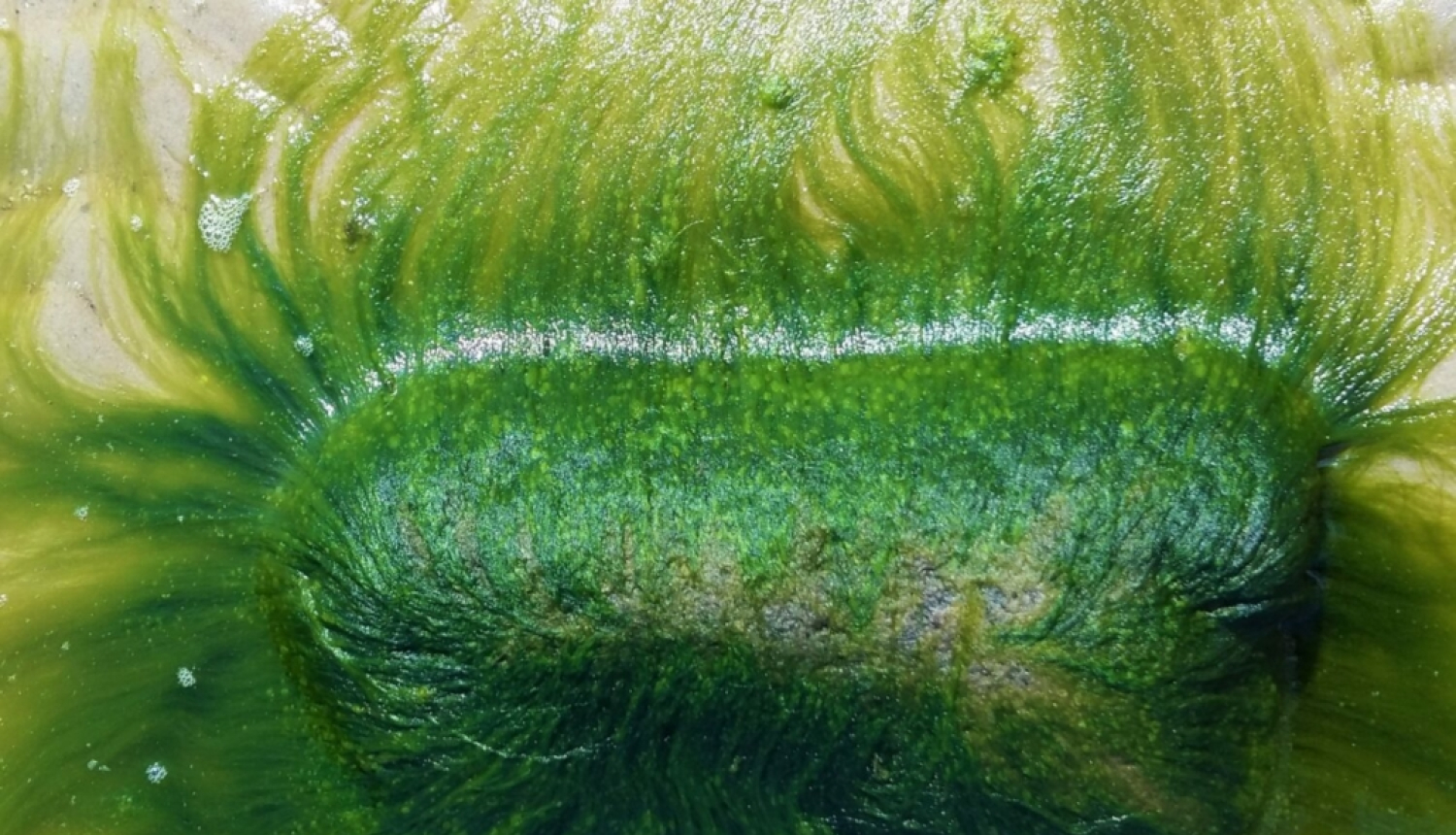 Rītdienas jūras labība – Ulva (jūras salāti): inovatīvas marikultūras modelis