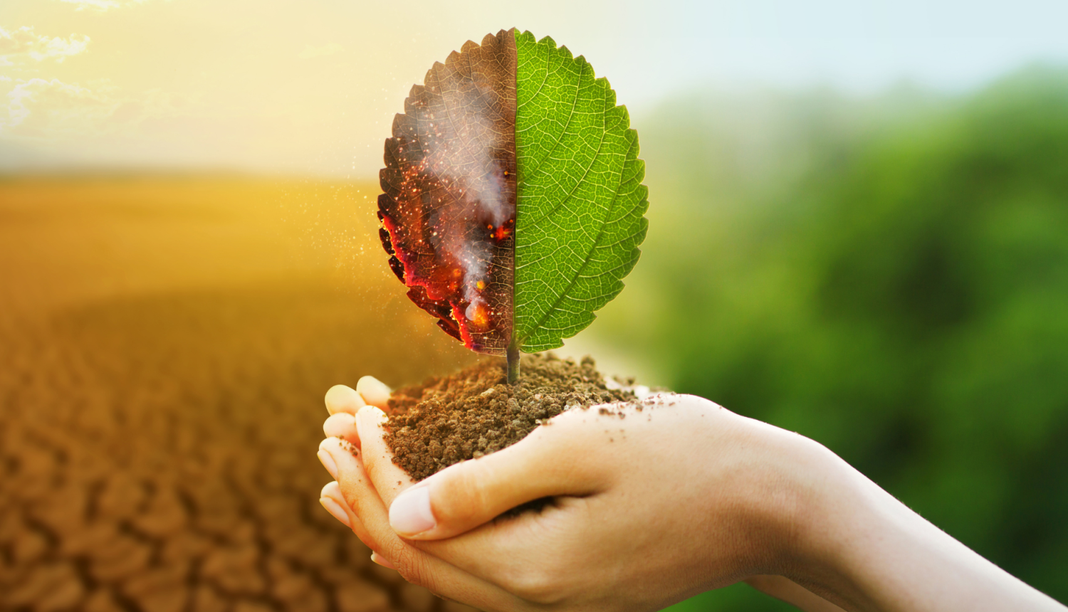 Roka, kas tur koka lapu, kas simbolizē klimata pārmaiņas