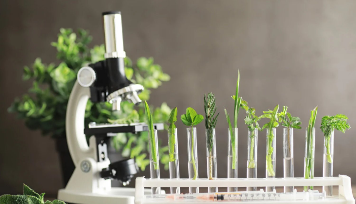 Attēls ar mikroskopu un augiem mēģenēs
