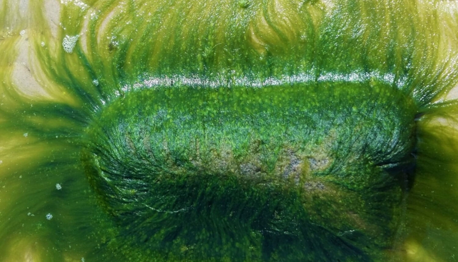 Rītdienas jūras labība – Ulva (jūras salāti): inovatīvas marikultūras modelis