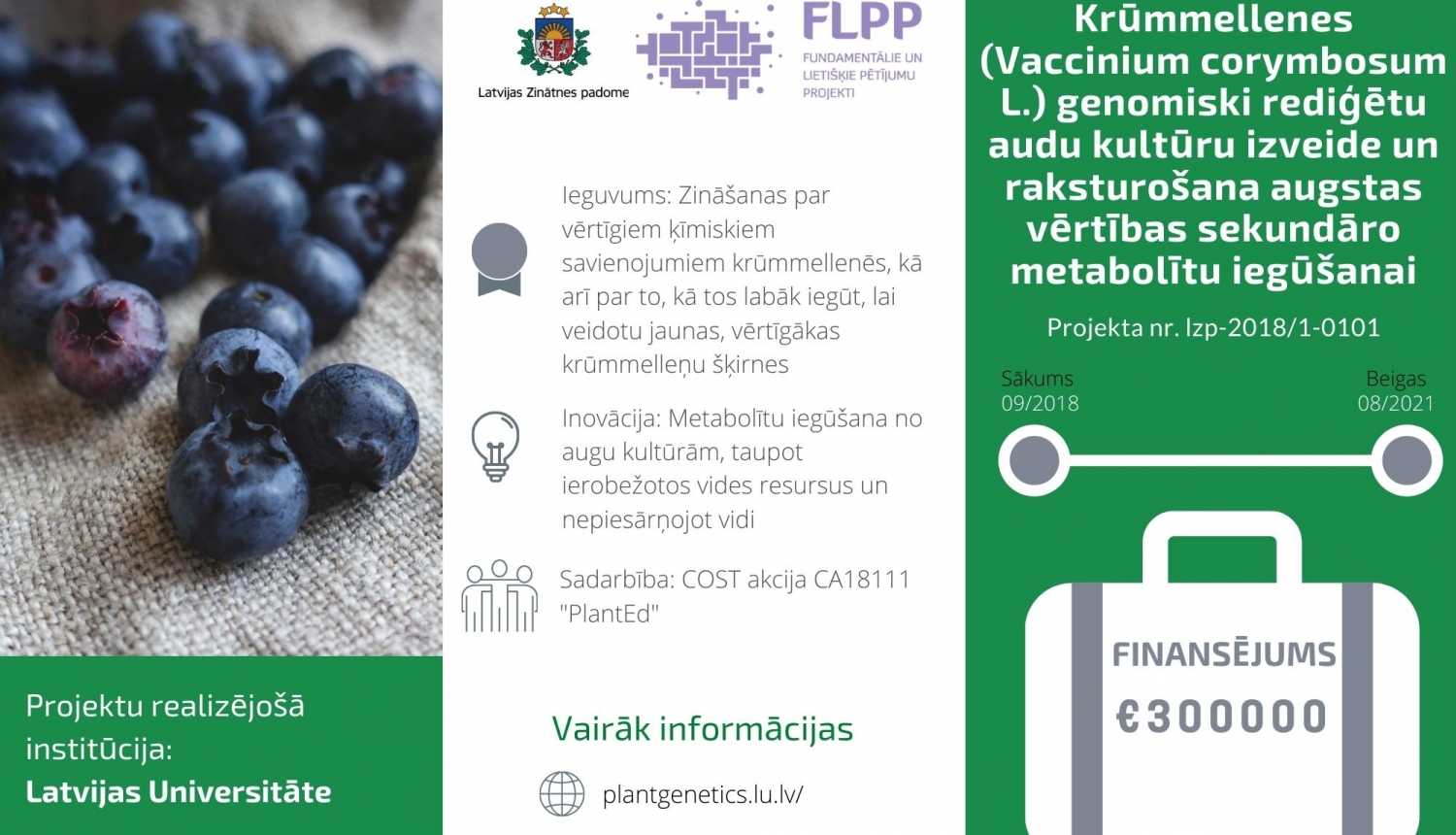 Krummellenes-Vaccinium-corymbosum-L.-genomiski-redigetu-audu-kulturu-izveide-un-raksturosana-augstas-vertibas-sekundaro-metabolitu-iegusanai.jpg